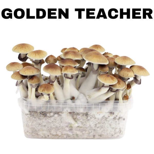 Buy Golden Teachers Magic Mushrooms Near me